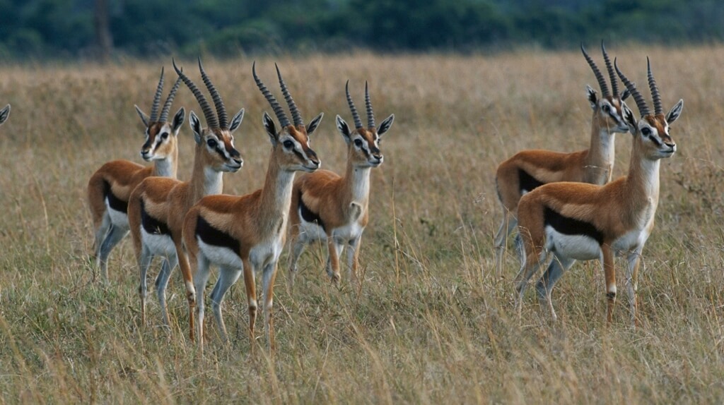gazelles