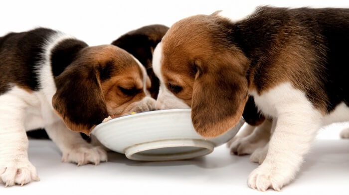 Beagle puppys eating.