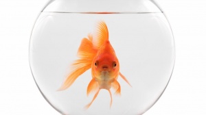 Tapping Into Goldfish Attention Spans