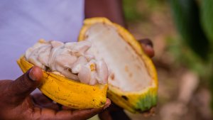 Fairtrade Urges Commitment To Living Wage For Cocoa Farmers