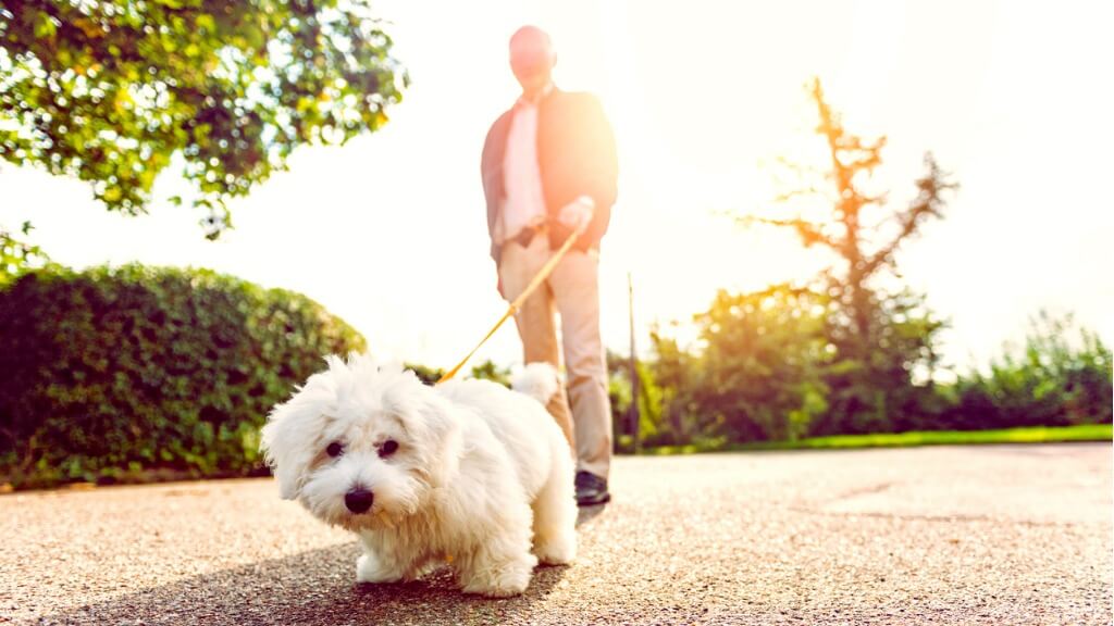 7 Important Things For Dog Owners To Remember