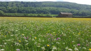 More Than An Idea: Balancing Revenue And Responsibility For A Sustainable Future