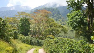 How Is Climate Change Affecting Coffee Production?