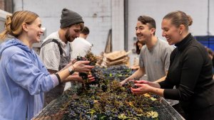 Volunteers Crush The Grapes And Raise A Glass At London Winery