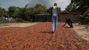 In Ivory Coast, A Battle To Save Cocoa-Ravaged Forests