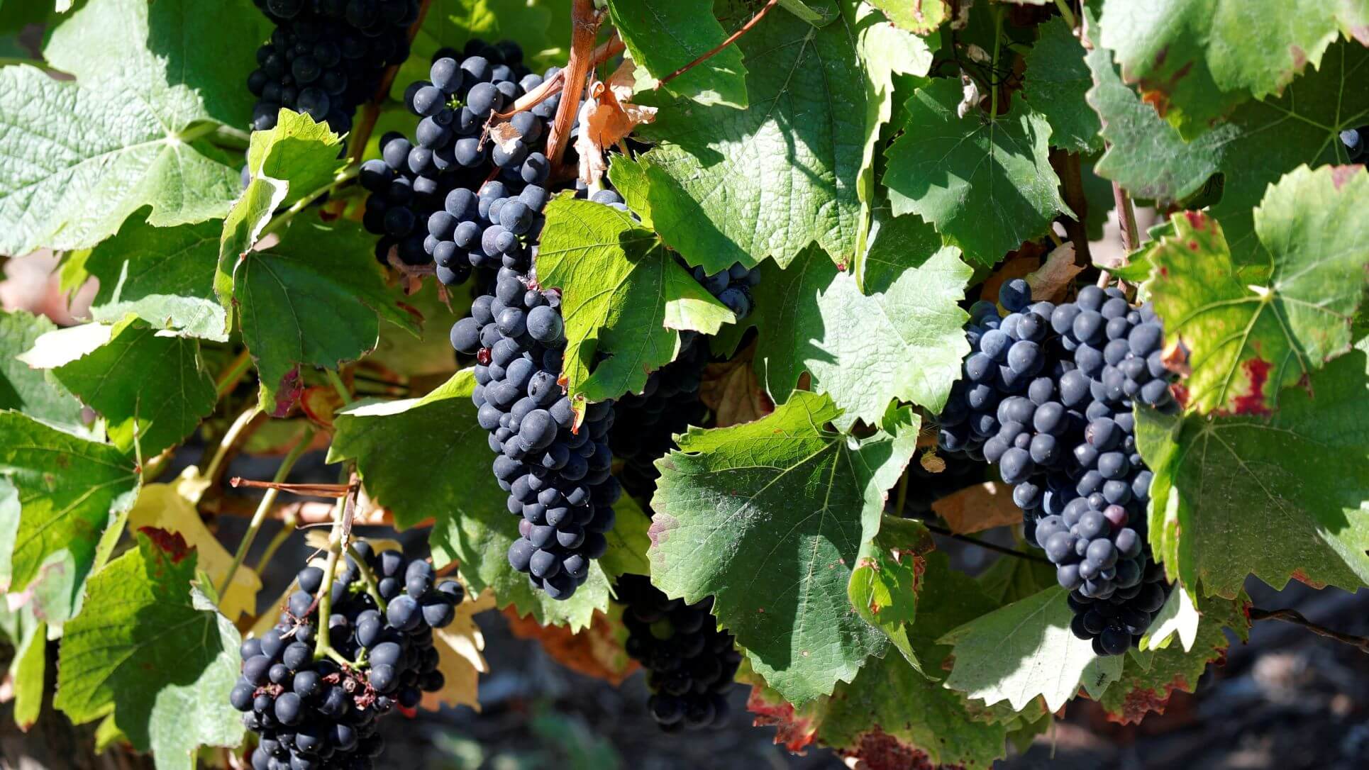 France Sees Wine Output Up 16% This Year Despite Drought