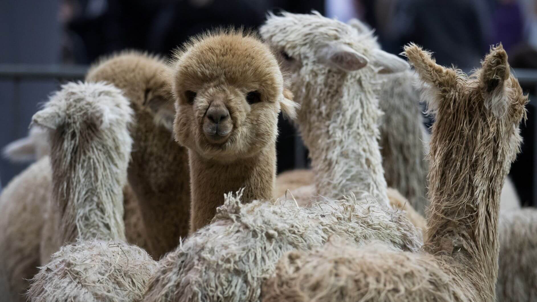 Monzo Co-Founder Quits To Run Alpaca Farm - Minutehack