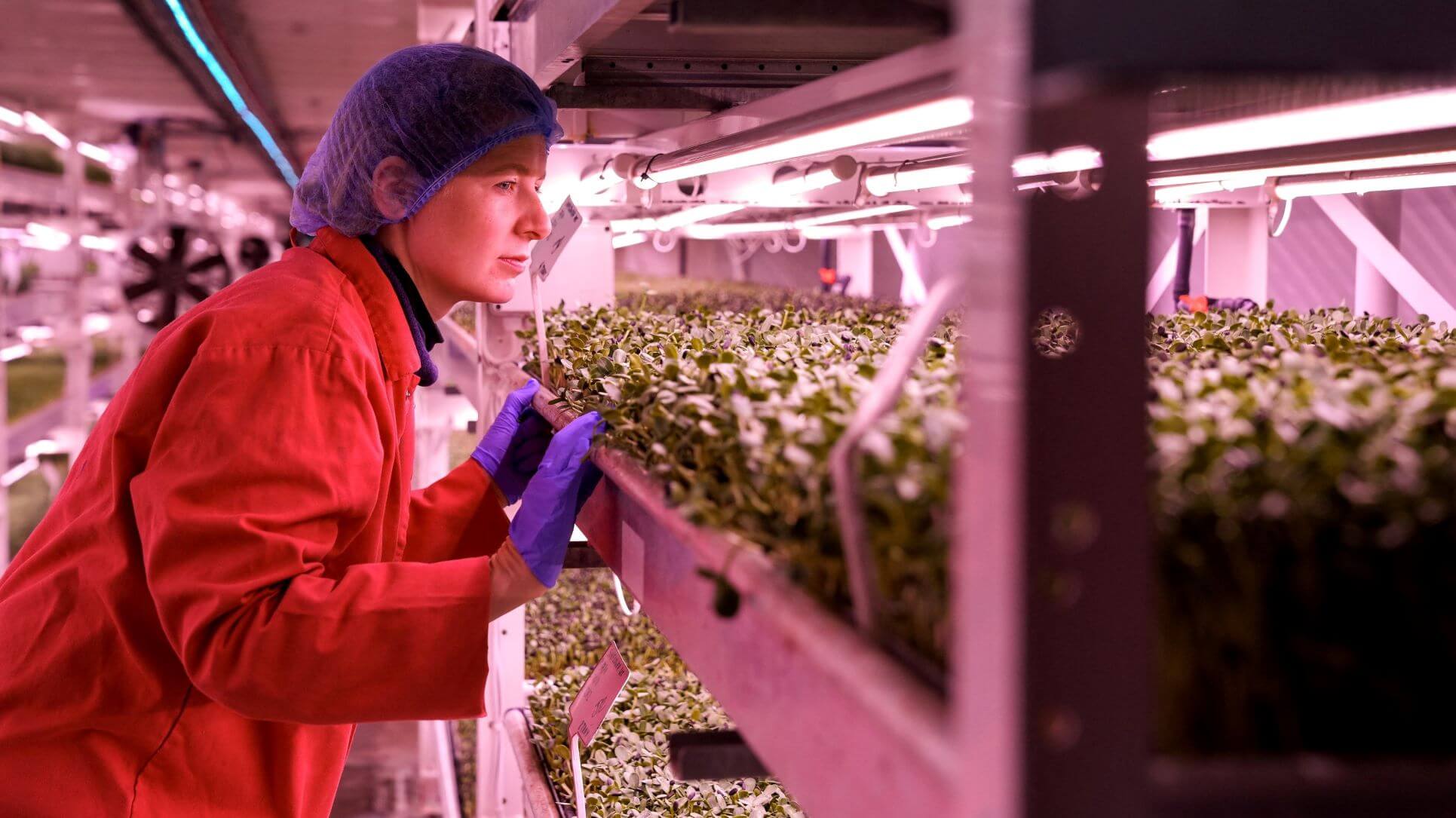 food-of-the-future-london-air-raid-shelter-to-underground-farm